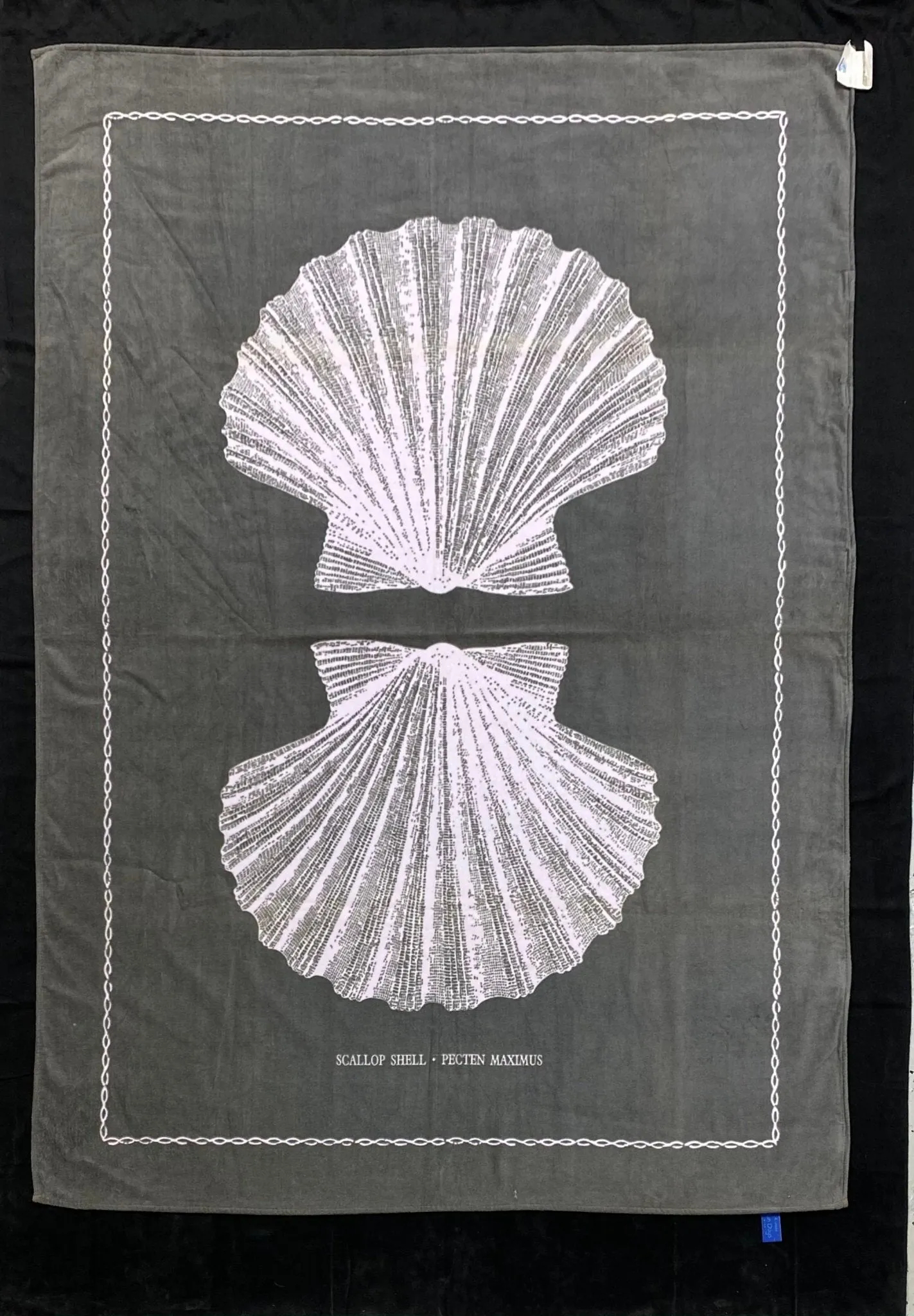 Pink/Grey Scallop shell